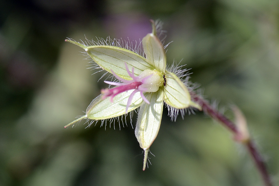 Geranium sanguineum